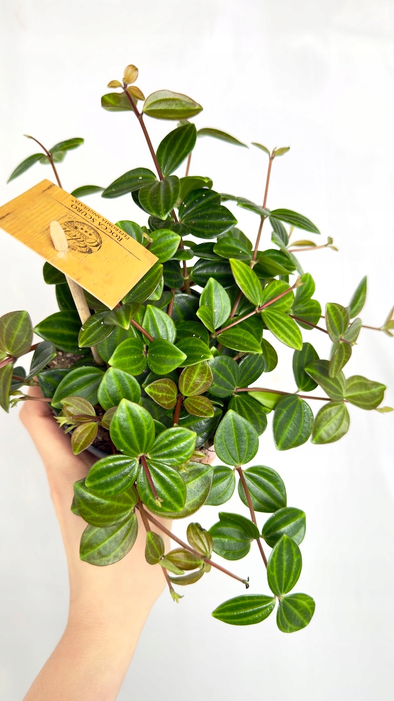 Peperomia Rocca Scuro