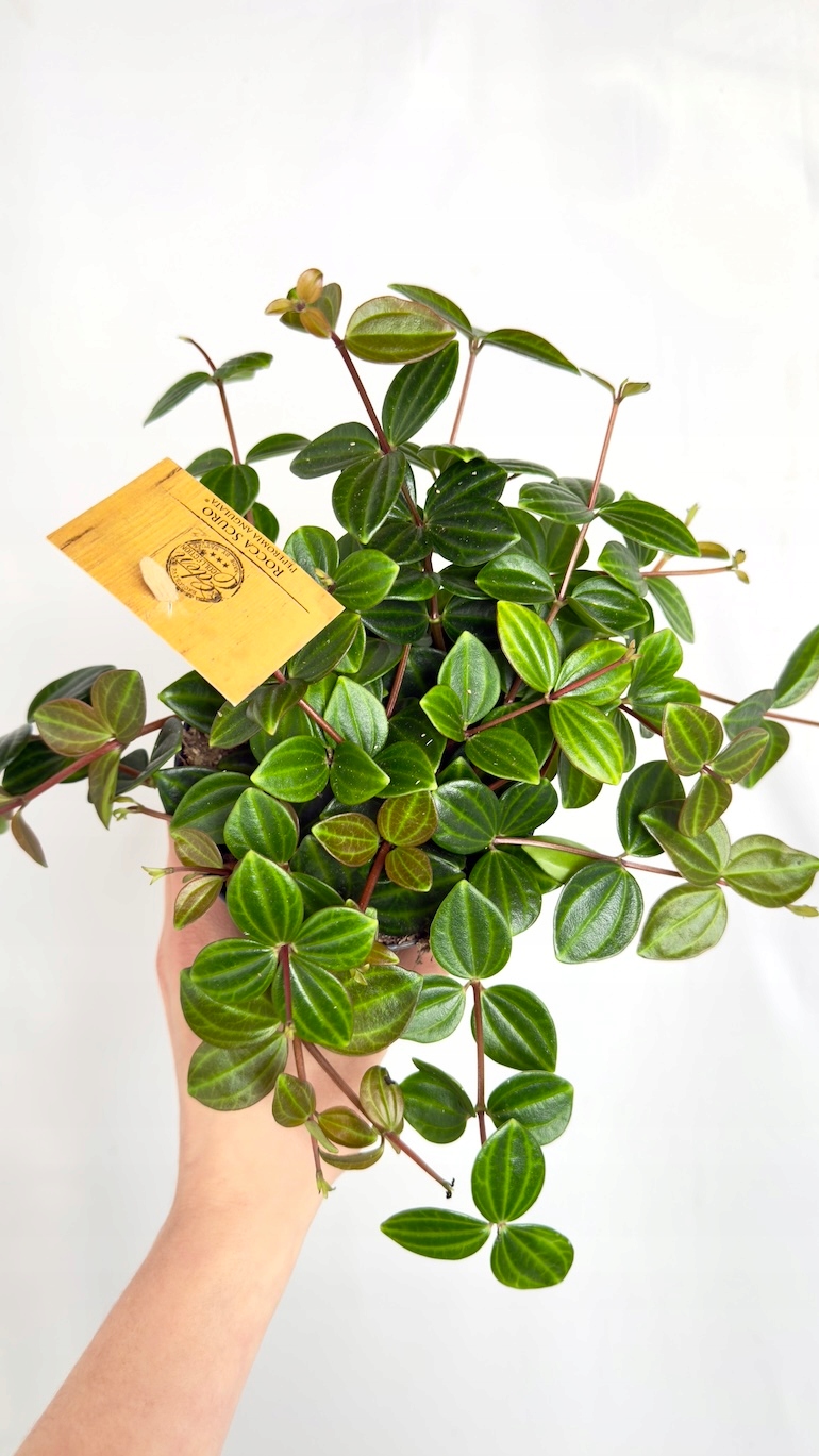 Peperomia Rocca Scuro