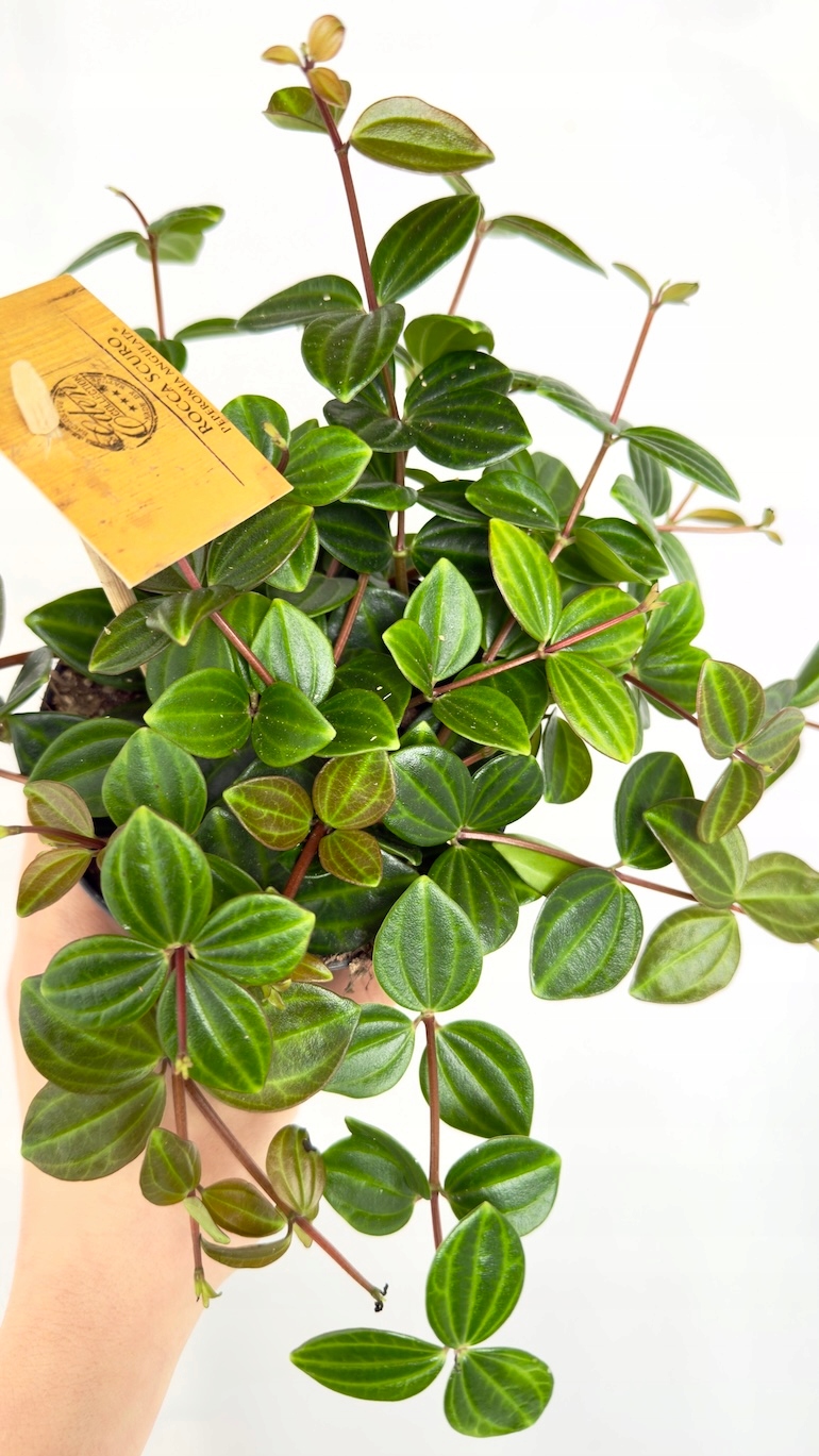 Peperomia Rocca Scuro