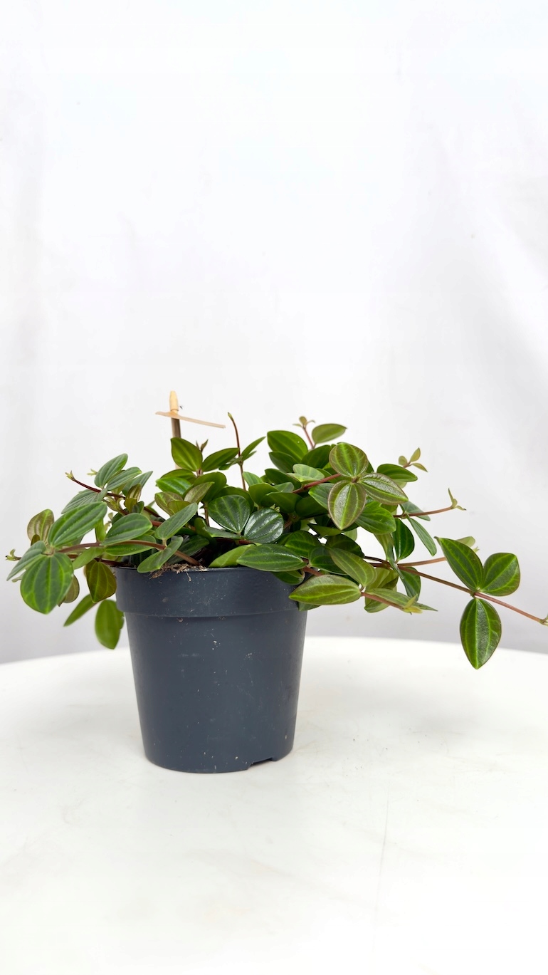 Peperomia Rocca Scuro