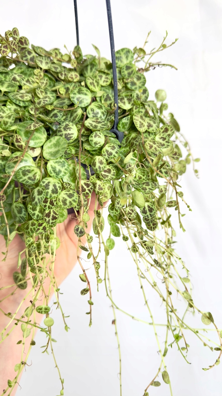 Peperomia String of Turtles