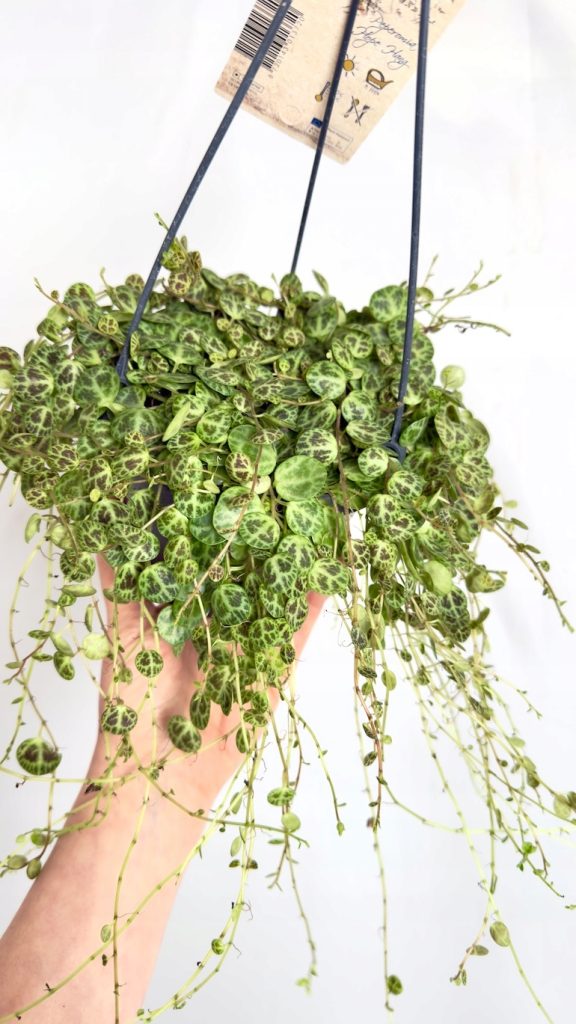 Peperomia String of Turtles