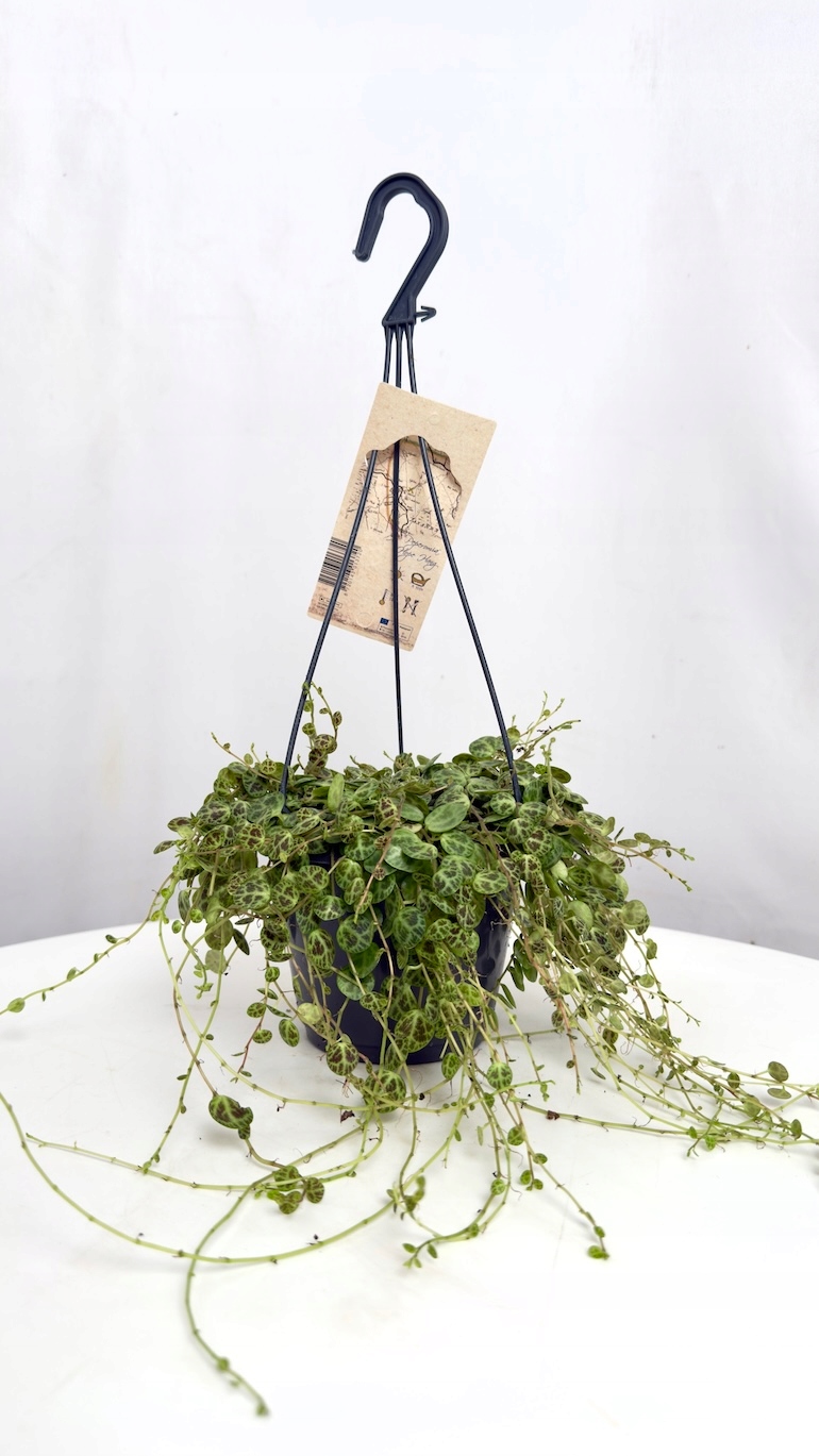 Peperomia String of Turtles