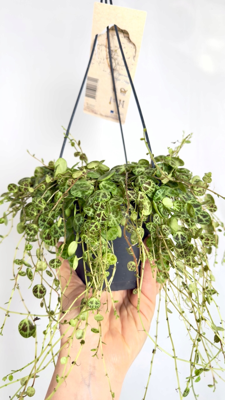 Peperomia String of Turtles