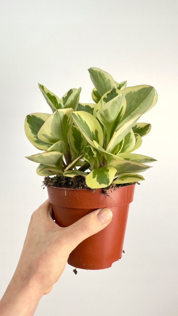 Peperomia Variegata