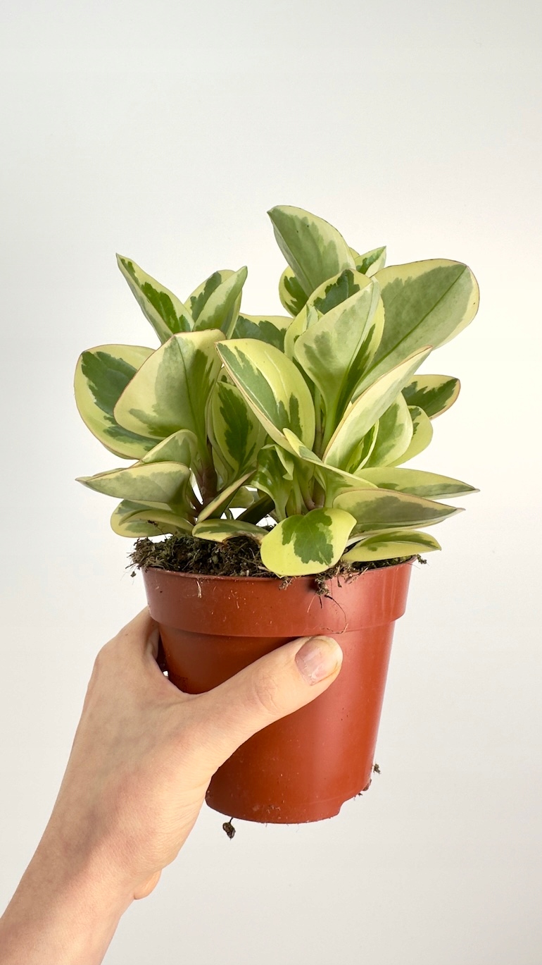 Peperomia obtusifolia Variegata