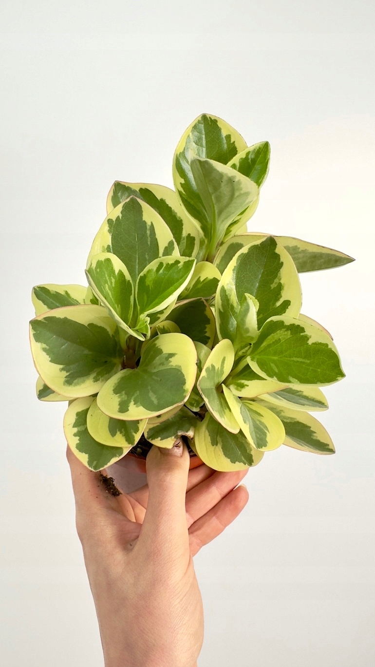 Peperomia obtusifolia Variegata