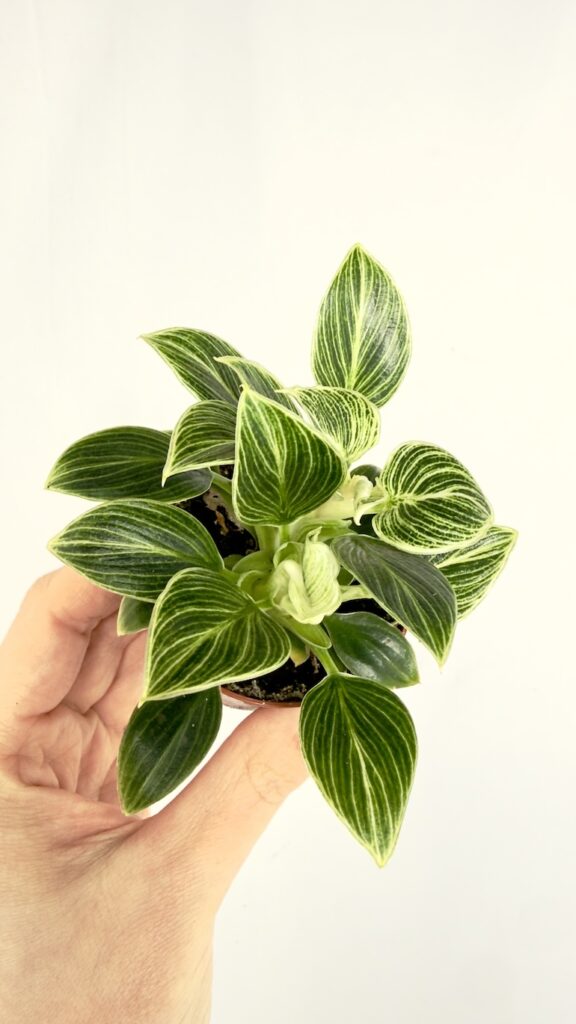 Philodendron Birkin 6-12 cm roślina doniczkowa o paskowanych liściach