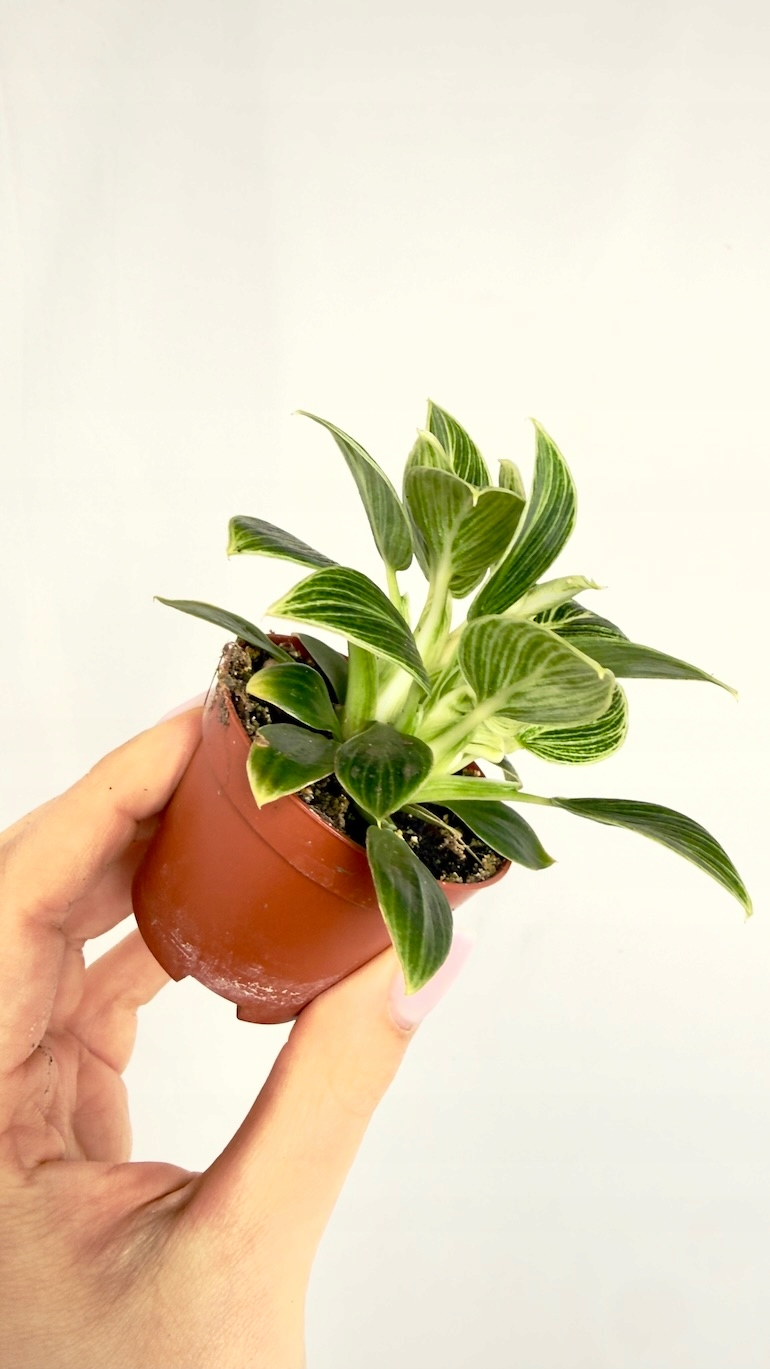 Philodendron Birkin 6/12 cm