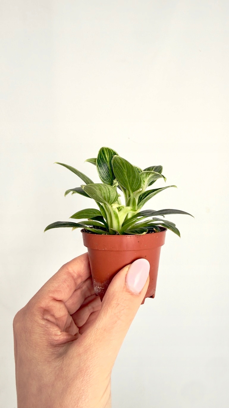 Philodendron Birkin 6/12 cm