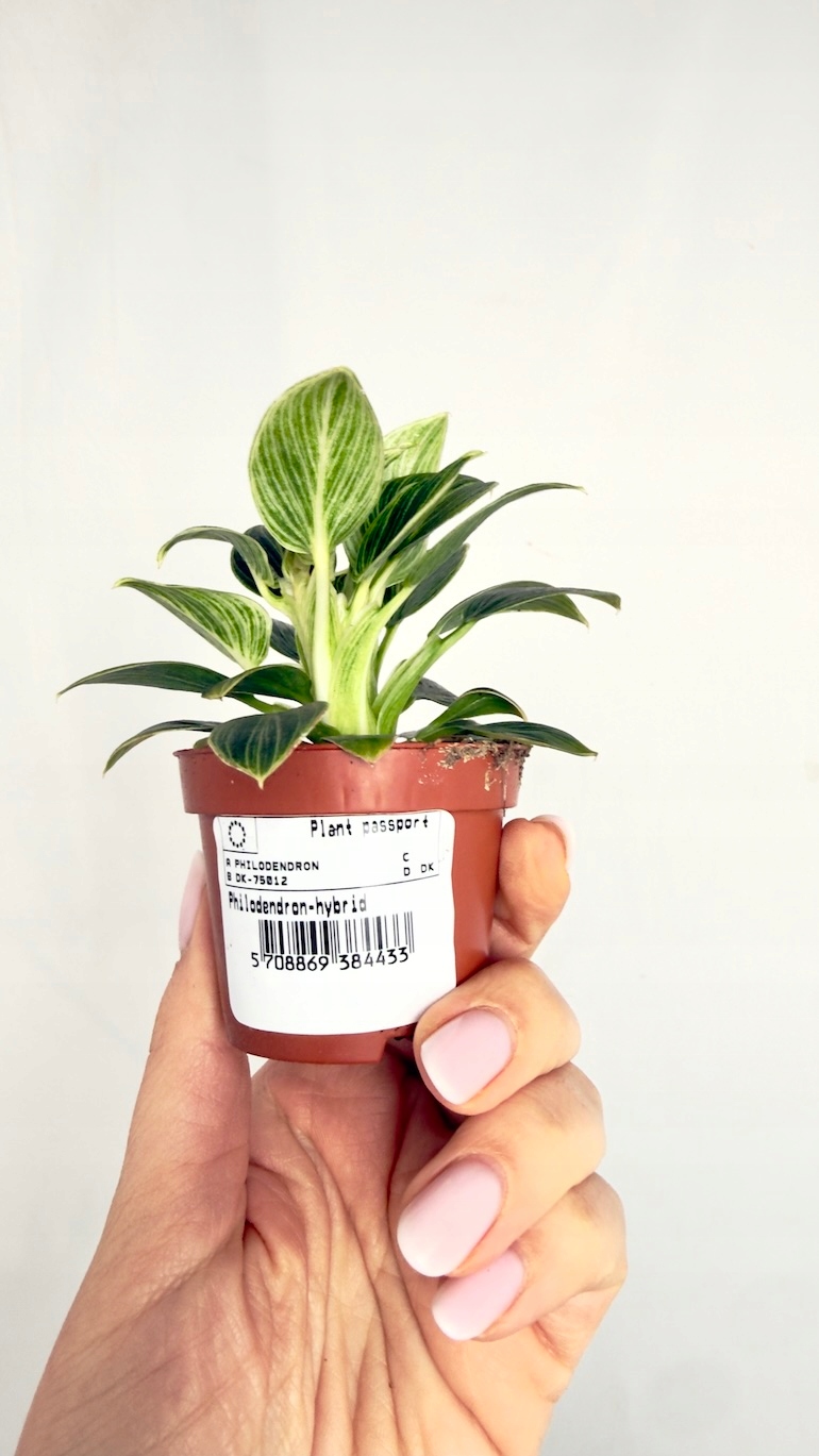 Philodendron Birkin 6/12 cm