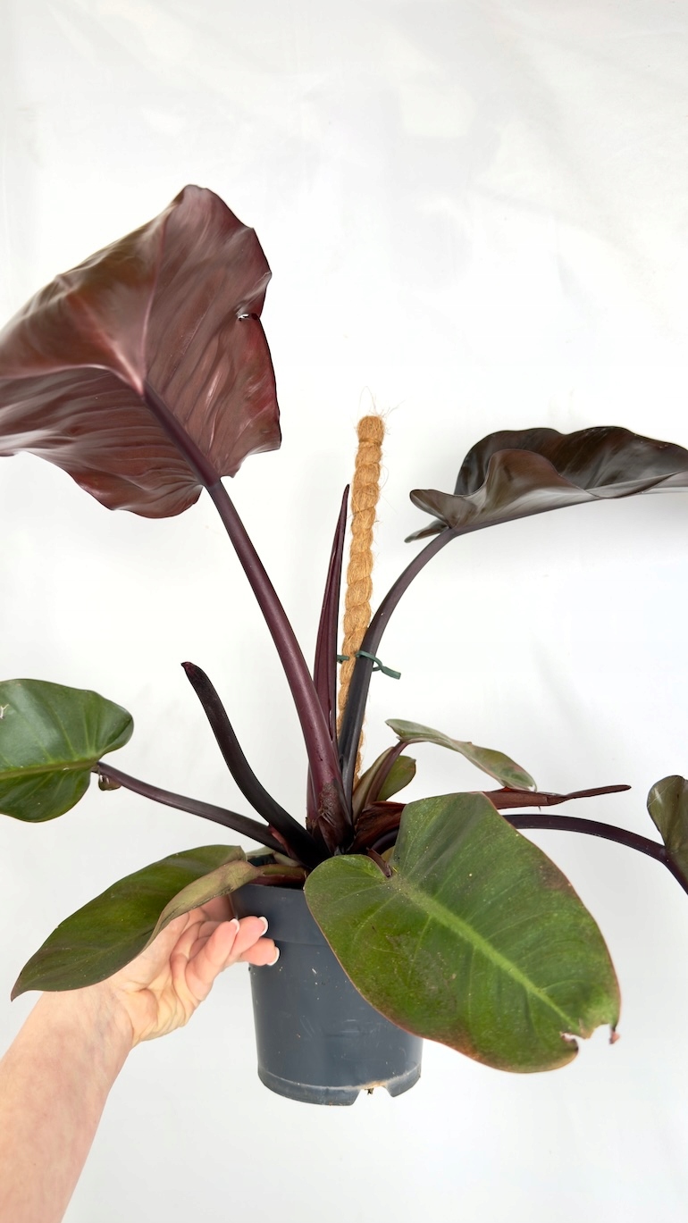 Philodendron Black Cardinal