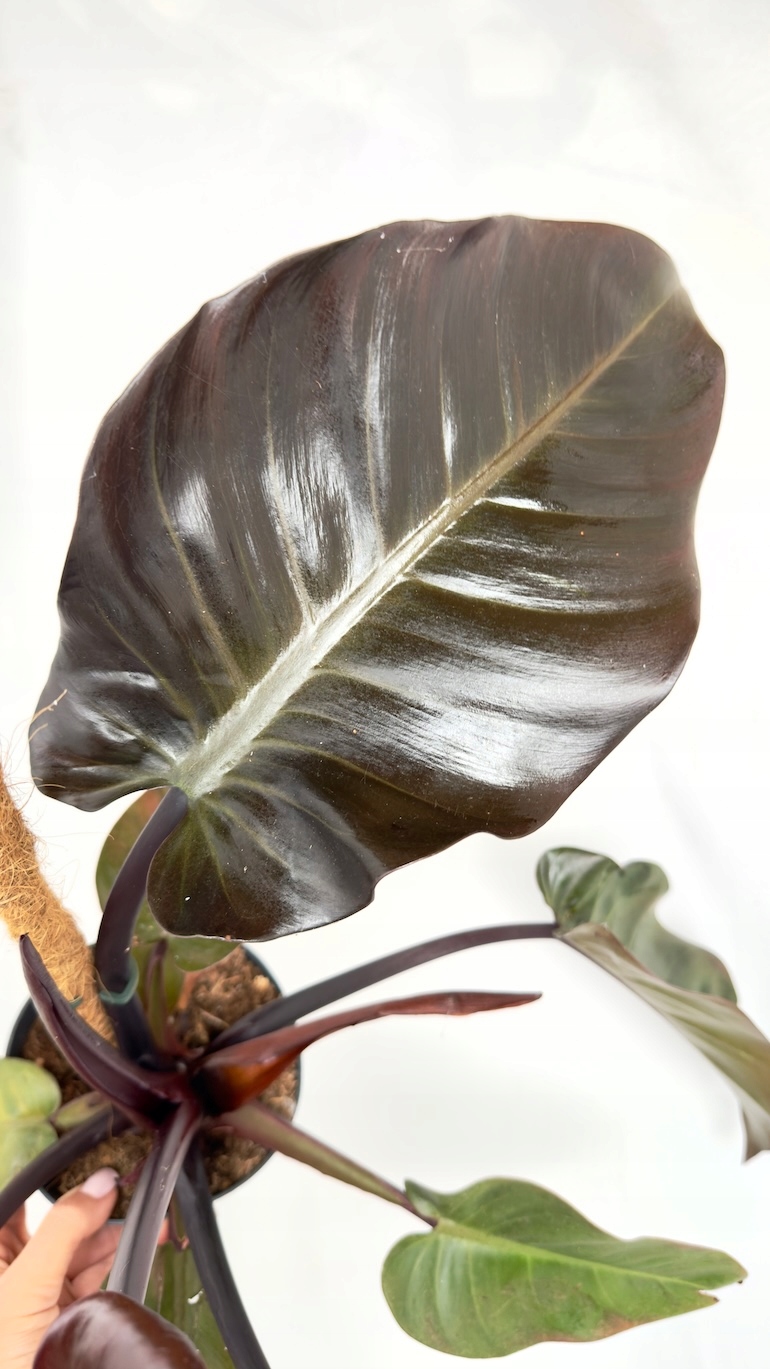 Philodendron Black Cardinal
