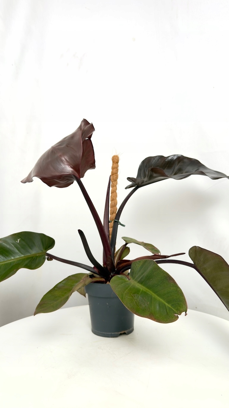 Philodendron Black Cardinal