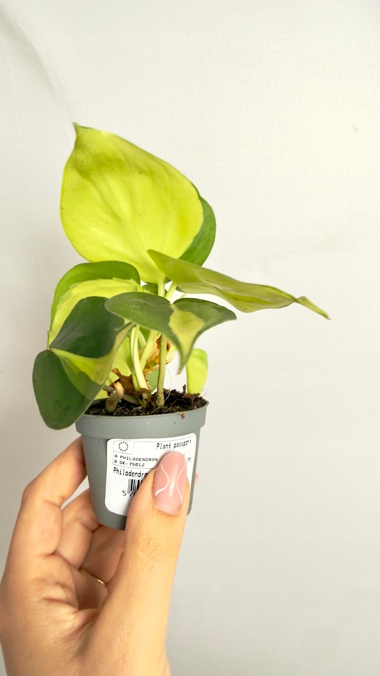 Philodendron Brasil 6/15 cm