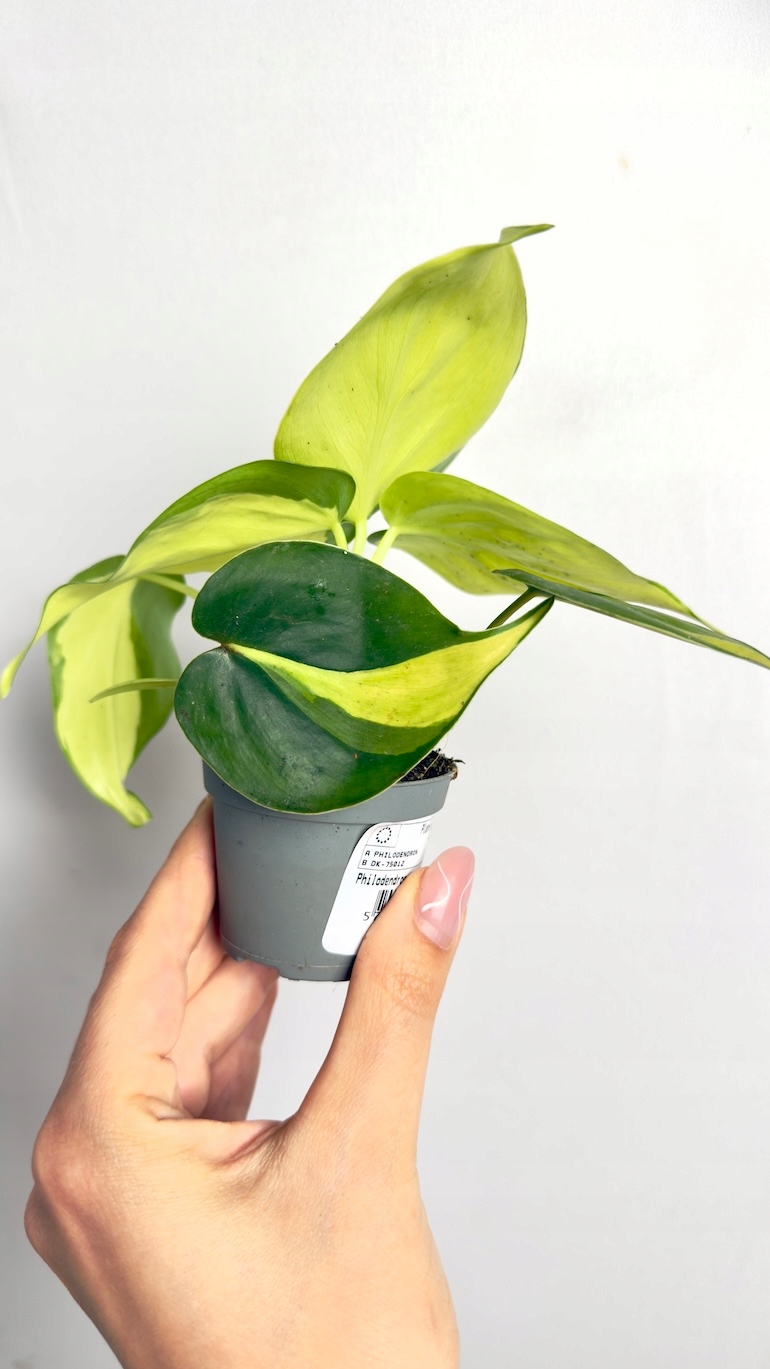 Philodendron Brasil 6/15 cm