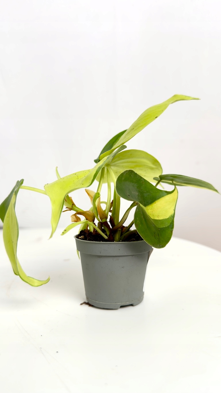 Philodendron Brasil 6/15 cm