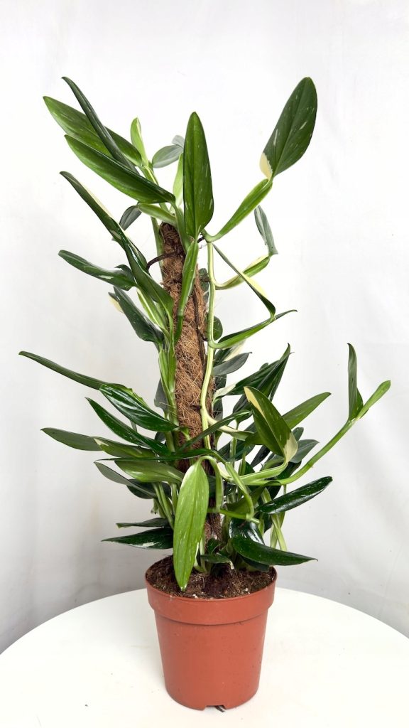 Philodendron Cobra, Monstera Stanleya Variegata