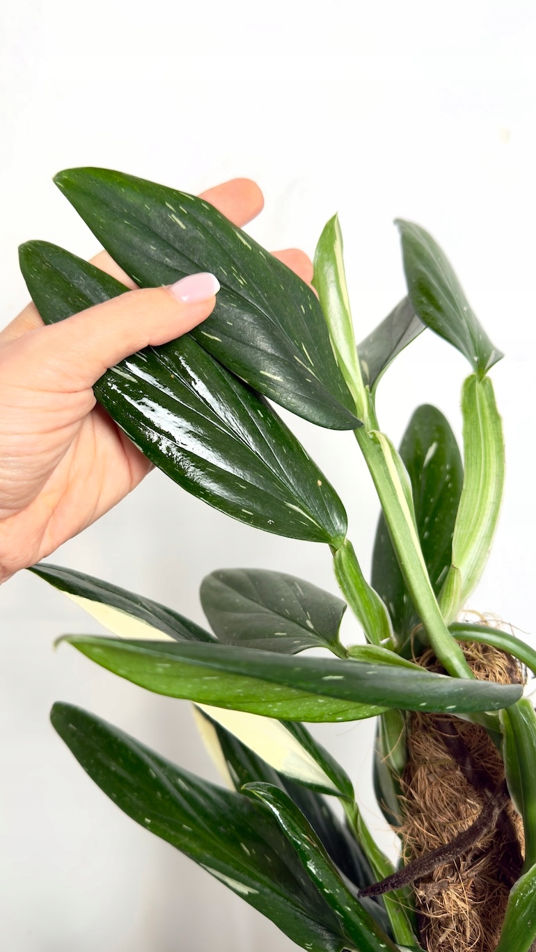 Philodendron Cobra