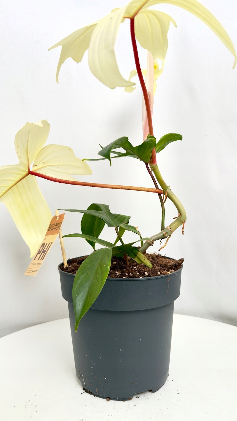 Philodendron Florida Ghost 19/40 cm