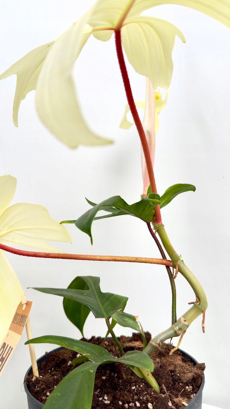 Philodendron Florida Ghost 19/40 cm