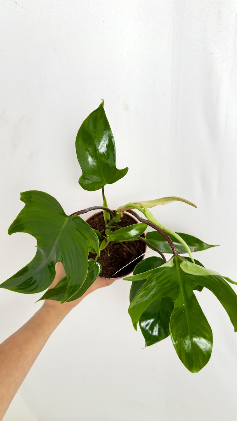 Philodendron Florida Green