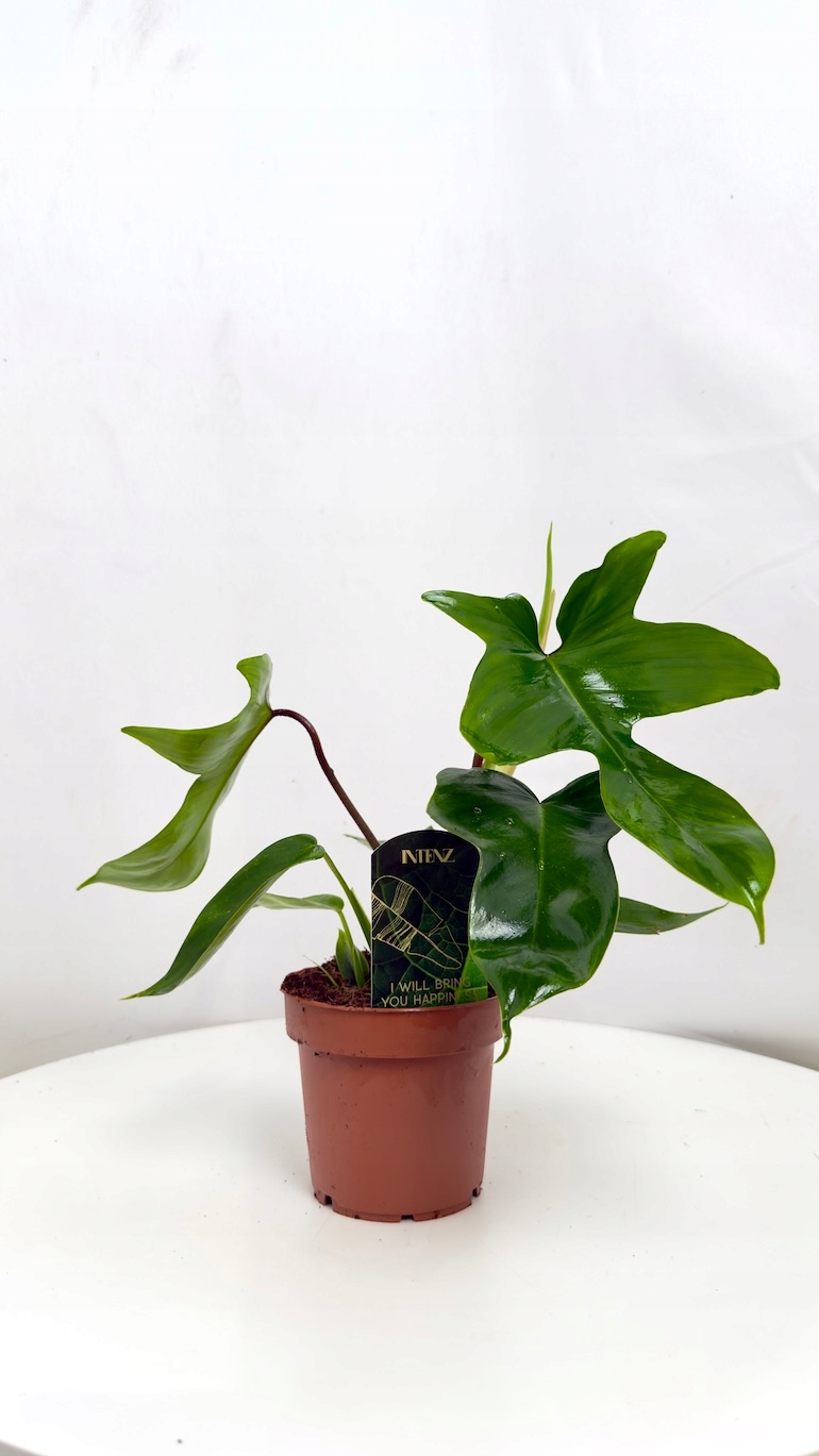 Philodendron Florida Green