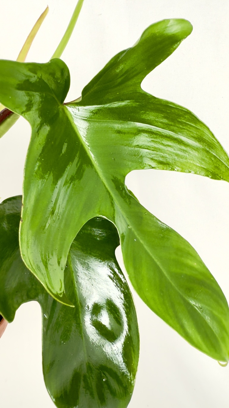 Philodendron Florida Green