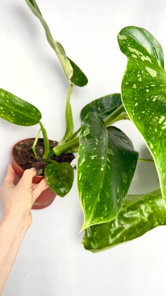 Philodendron Jose Buono z dużymi variegowanymi liśćmi w doniczce