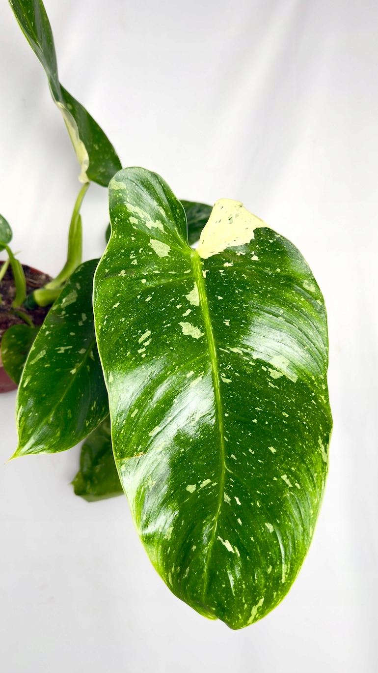 Philodendron Jose Buono 15/50 cm
