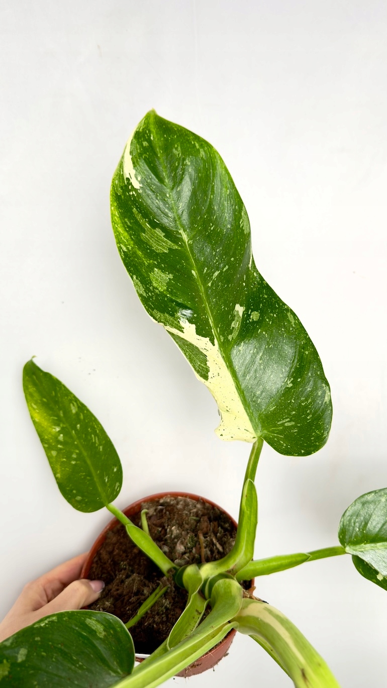 Philodendron Jose Buono 15/50 cm
