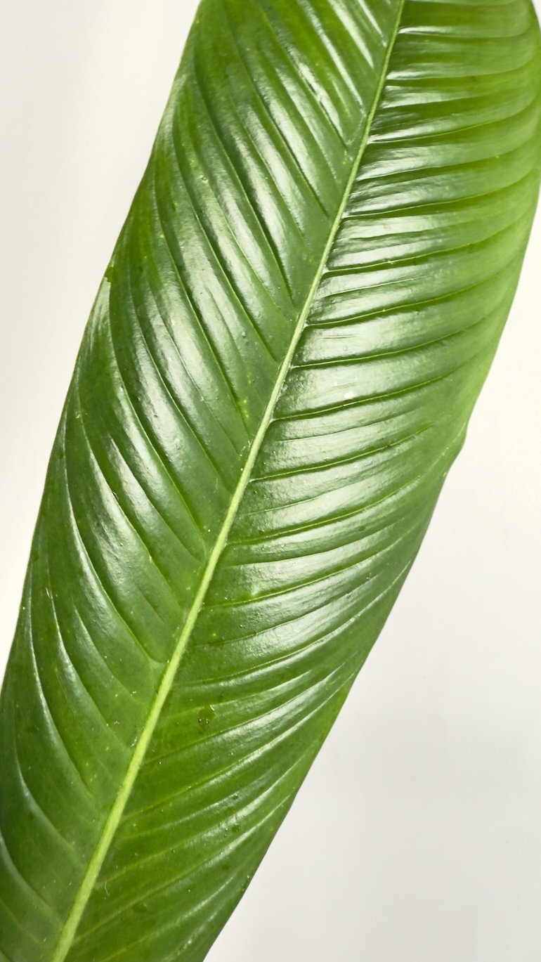 Philodendron Campii Lynette