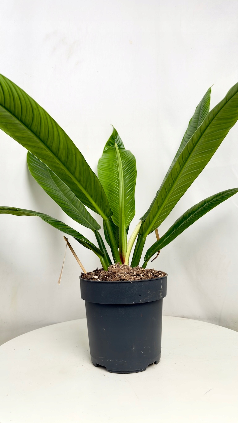 Philodendron Campii Lynette