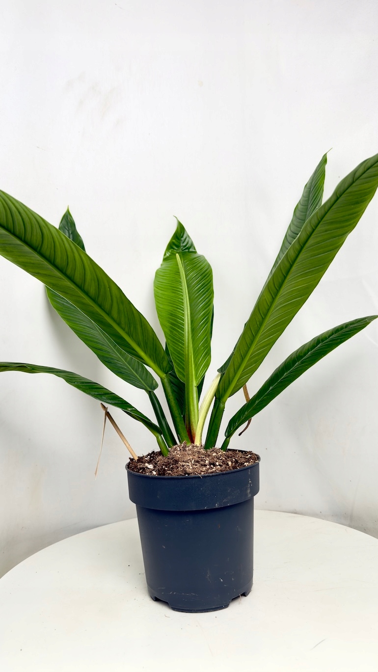 Philodendron Campii Lynette