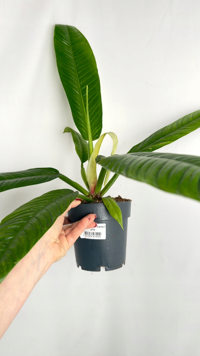 Philodendron Campii Lynette