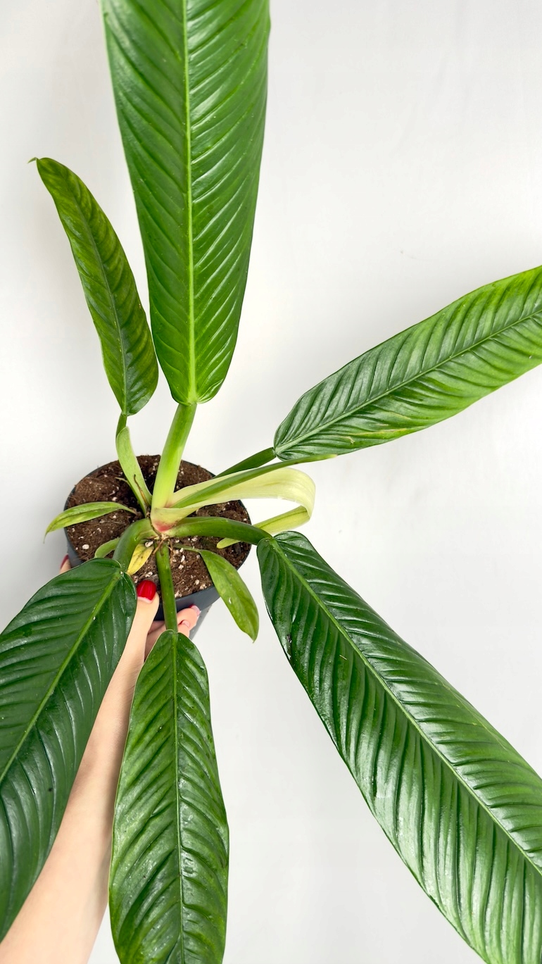 Philodendron Campii Lynette