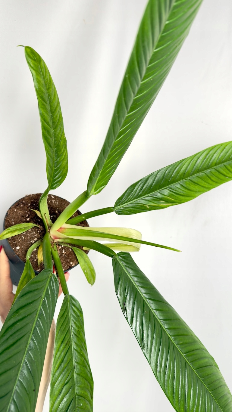 Philodendron Campii Lynette