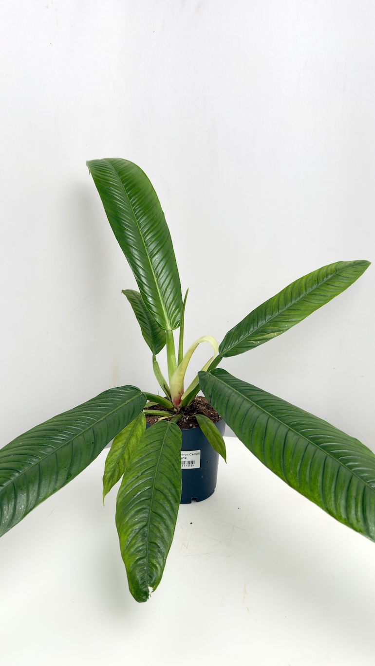 Philodendron Campii Lynette