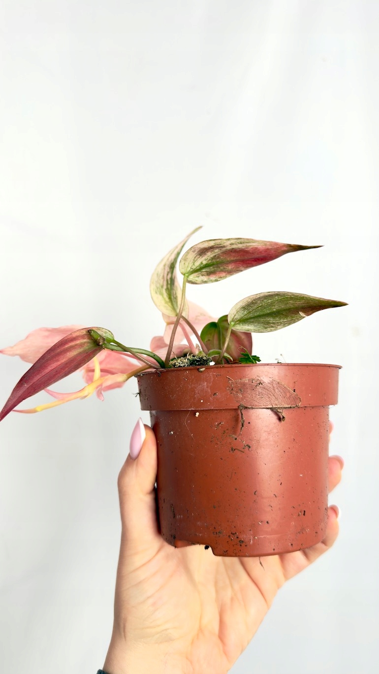 Philodendron Micans Marble Variegata