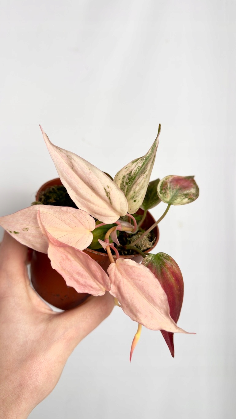 Philodendron Micans Marble Variegata