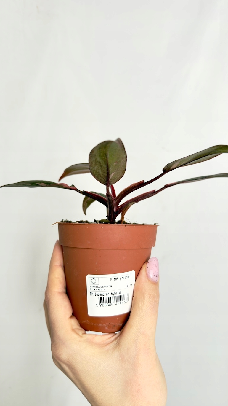 Philodendron Pink Princess
