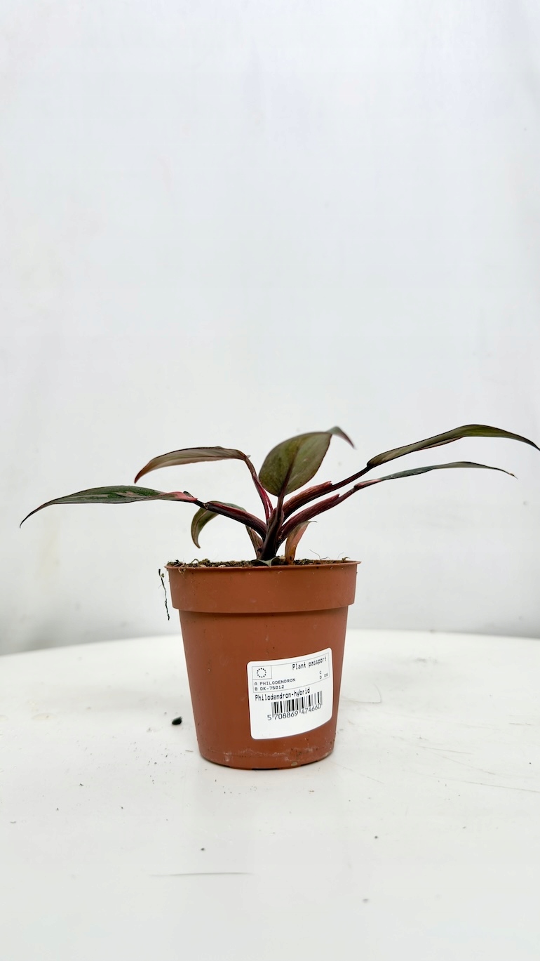 Philodendron Pink Princess
