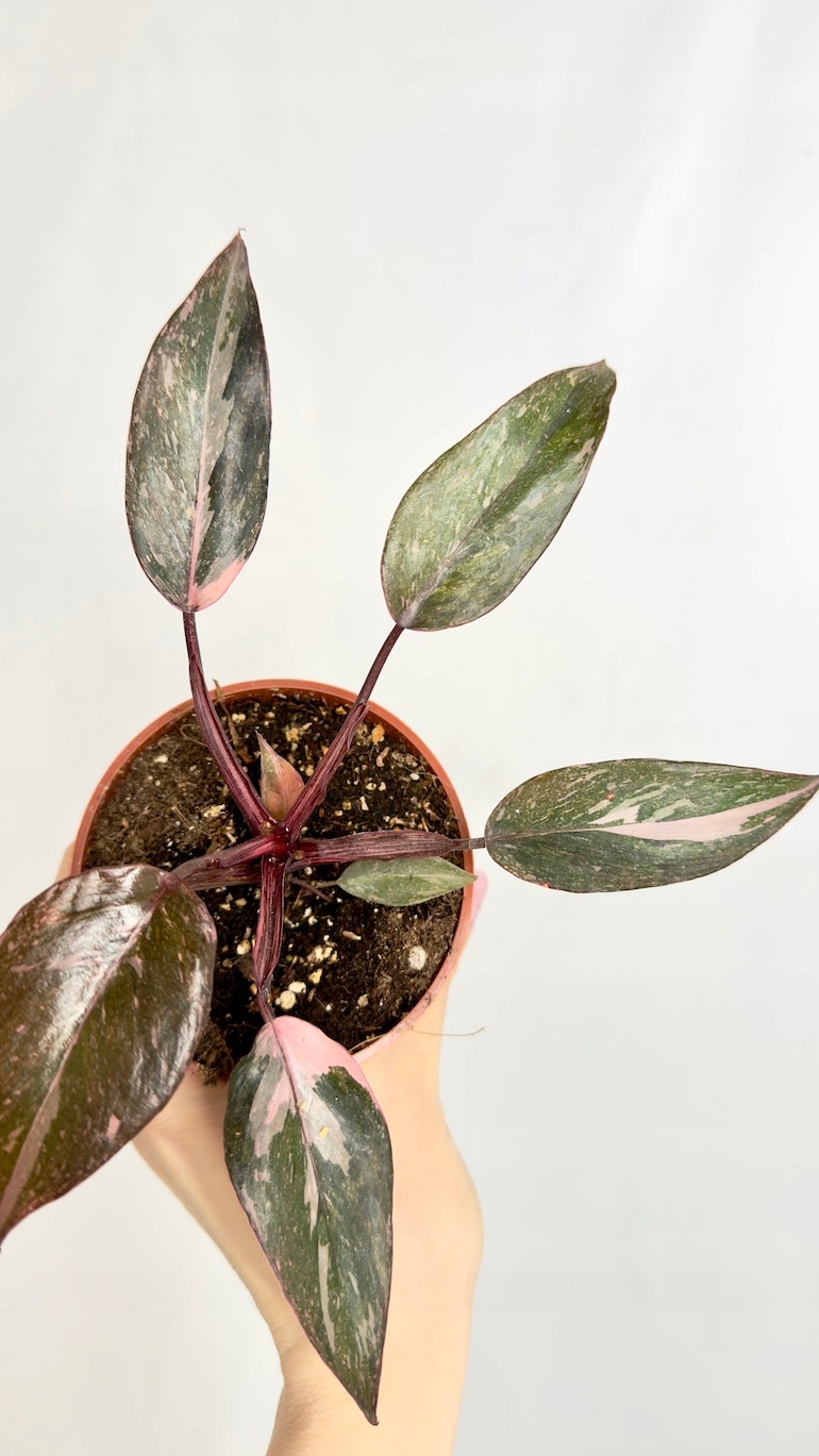 Philodendron Pink Princess