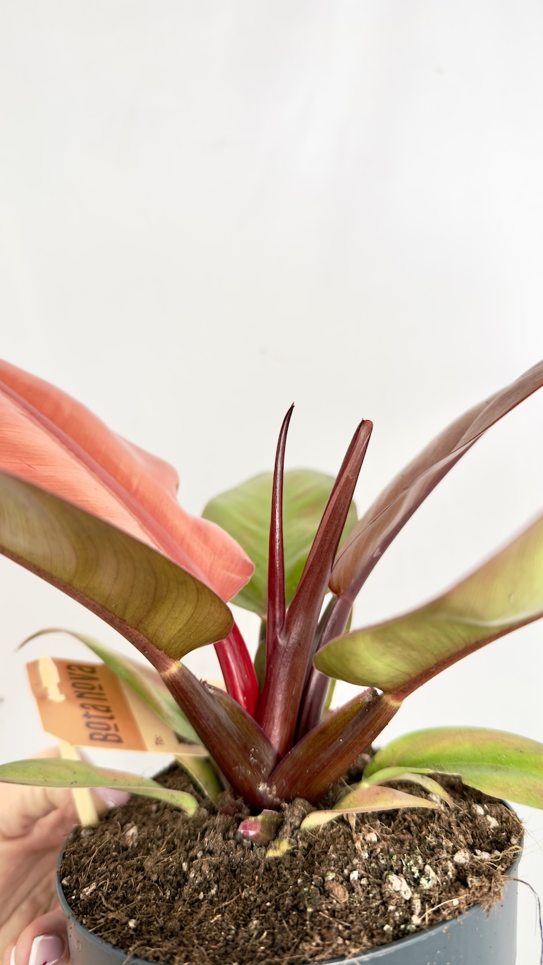 Philodendron Prince of Orange