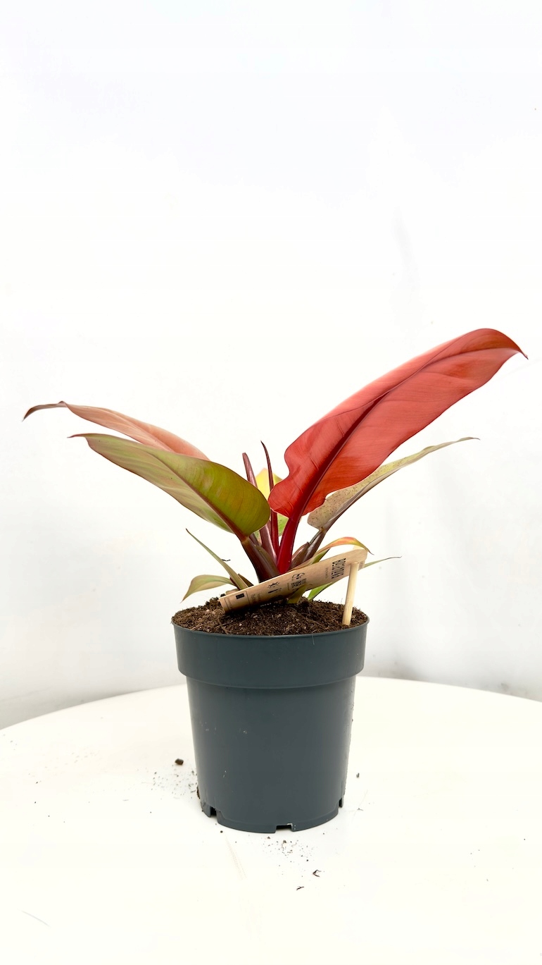 Philodendron Prince of Orange