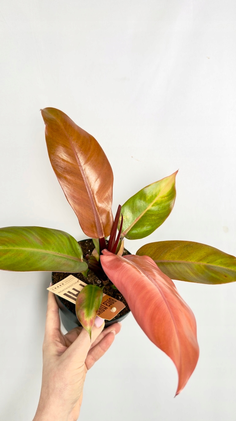 Philodendron Prince of Orange