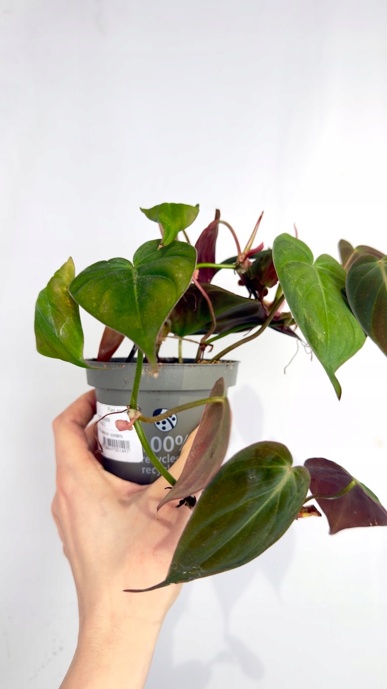 Philodendron Scandens Micans 10/20 cm