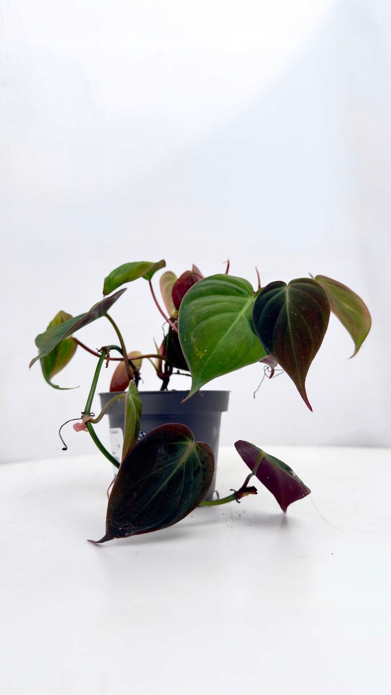 Philodendron Scandens Micans 10/20 cm