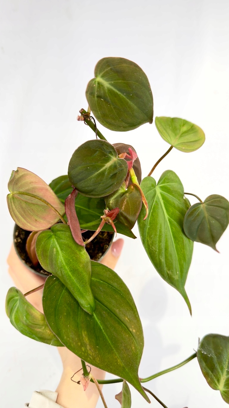 Philodendron Scandens Micans 10/20 cm