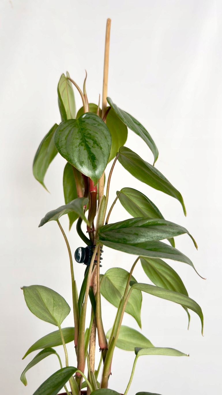 Philodendron Sodiroi 9/20 cm